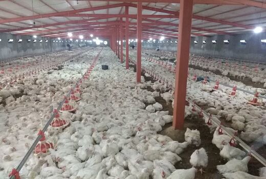 تولید مرغ در سپیدان به 4800 تن خواهد رسید