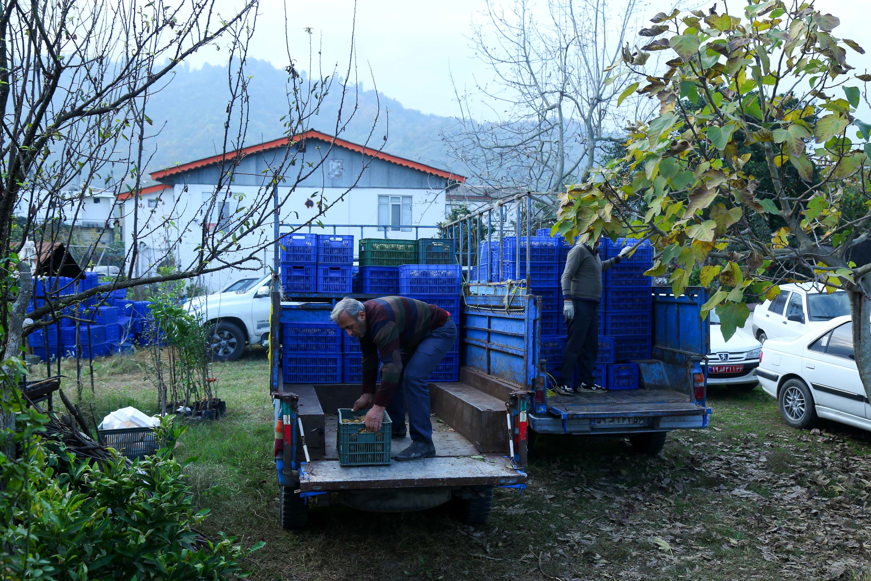  میوه ای شگفت انگیز به نام کیوی 