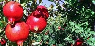 پیش‌بینی برداشت 23 هزار تن انار در خوزستان