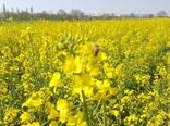 آغاز مبارزه با عوامل خسارت‌زای مزارع کلزا