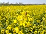 آغاز مبارزه با عوامل خسارت‌زای مزارع کلزا