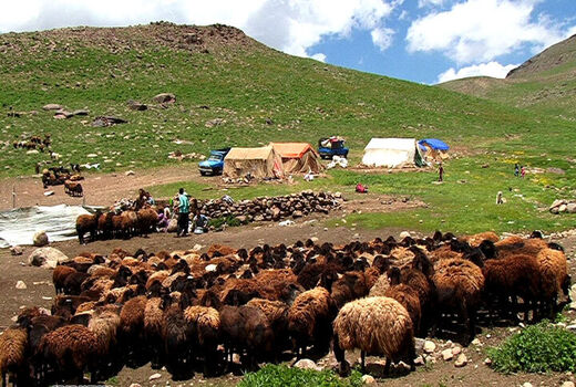جهاد کشاورزی در تأمین نهاده‌های مورد نیاز دام‌های عشایر موفق عمل کرد