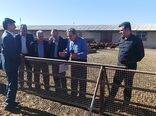  بازدید مشاور معاون امور دام وزارت جهاد کشاورزی در توسعه دامداری‌های روستایی از ایستگاه پرورش و اصلاح نژاد گوسفند قزل شهرستان میاندوآب 
