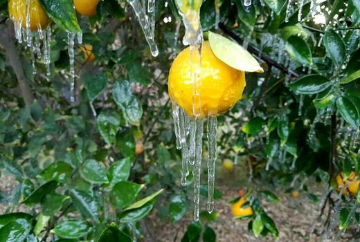 توصیه‌های هواشناسی به کشاورزان به دنبال ورود جبهه هوای سرد به کشور