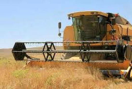 خرید بیش از یک هزار تن کلزا در شوشتر