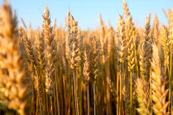 ۱۰ استان پیشتاز در خرید گندم معرفی شدند