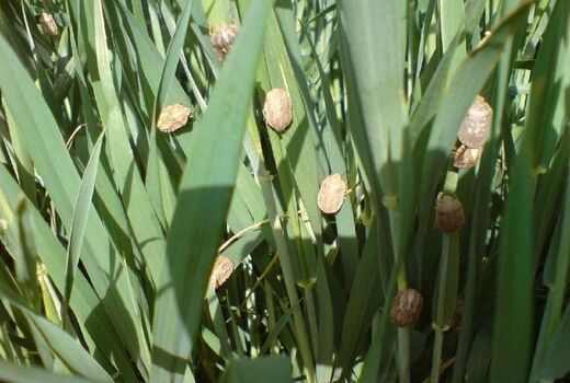 سپماشی مزارع کردستان علیه آفت سن غلات