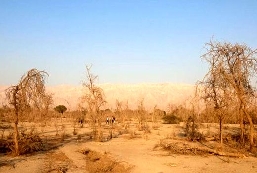 رویشگاه ژنتیکی 