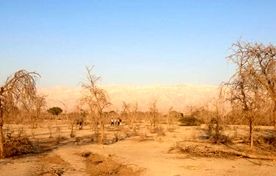 رویشگاه ژنتیکی 