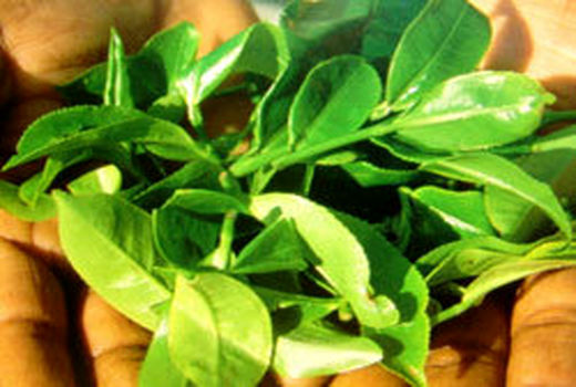 تولید سالانه 17 هزار تن برگ چای در شفت