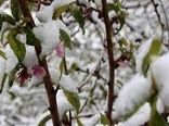 سرما ۲۸۰ میلیارد ریال به بخش کشاورزی رازوجرگلان خسارت زد