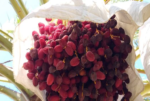 انجام آبیاری قطره‌ای بر تاج نخل با هدف جلوگیری از خشکیدگی خوشه در فهرج