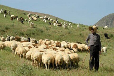 اخراج 20 هزار واحد دامی غیرمجاز از مراتع شهرستان ری