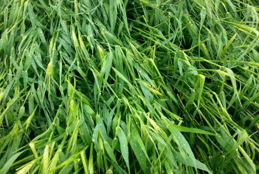 سرمازدگی فروردین ماه به  13000 هکتار از مزارع و باغات شهرستان بردسیر تا 60 درصد خسارت وارد کرده است