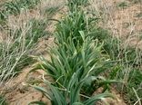 کشت موسیر در ۱۷۰ هکتار از اراضی شهرستان کوهرنگ