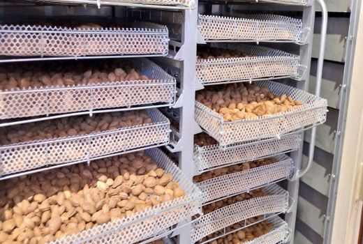 یک گام تا افتتاح شهرک تخصصی بادام چهار محال و بختیاری