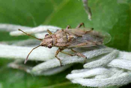  فرارسیدن زمان مبارزه با آفت سنک کلزا در مناطق معتدل و سردسیر در استان کرمانشاه
