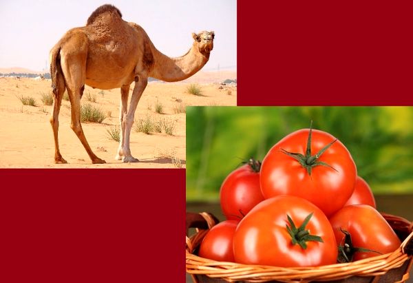 صادرات شتر جمازه و یونجه به امارات/ صادرات 300 میلیارد ریالی گوجه‌فرنگی به روسیه