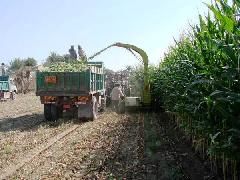 برداشت 40 هزار تن ذرت علوفه ای در هرمزگان / افزایش 15 درصدی نسبت به سال گذشته