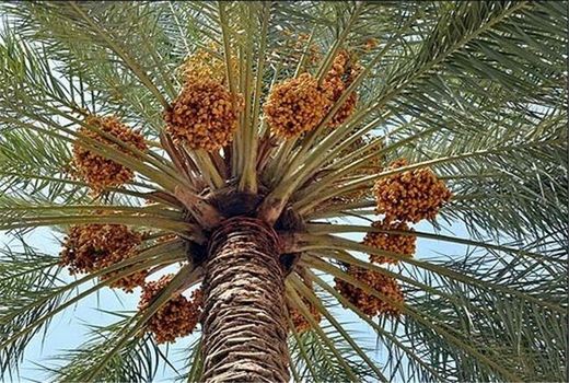 مبارزه با عوامل خسارت‌زای نخیلات در سال ۹۹