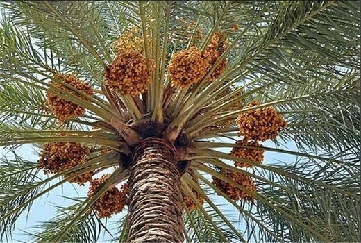 مبارزه با عوامل خسارت‌زای نخیلات در سال ۹۹