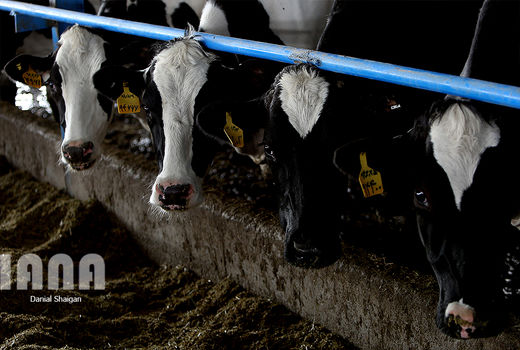 توزیع 500 هزار تن نهاده بین دامداران روستایی و عشایری 