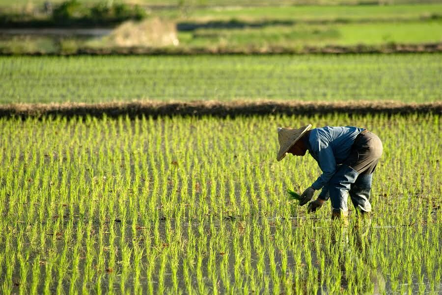 چین الگوی کشت را ارتقا می‌بخشد/ ارتقای کشت به محصولات استراتژیک سویا، پنبه، کلزا، نیشکر و لاستیک طبیعی اختصاص دارد