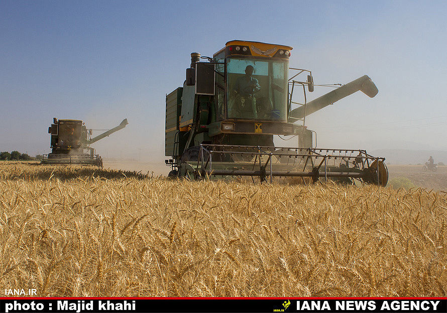 برداشت گندم