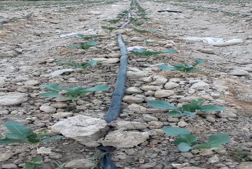 کاشت نشائی کلم در قیروکارزین آغاز شد 