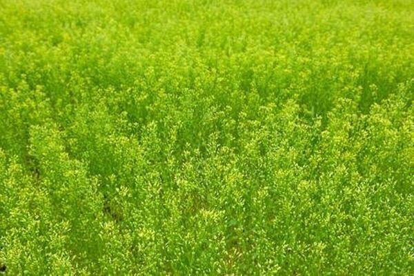 ظرفیت کشت کاملینا در سطح ۴۰۰۰ هکتار در خراسان شمالی