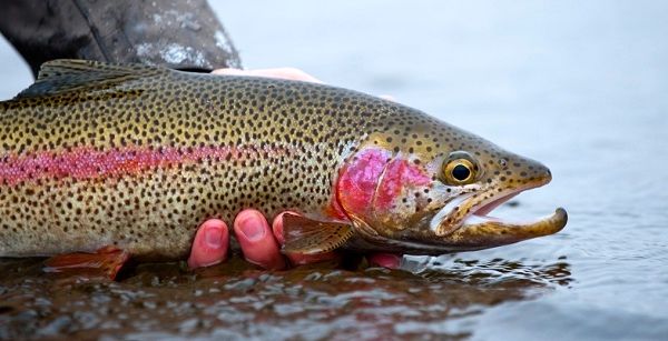 صادرات قزل آلای ایران به دو کشور لهستان و روسیه درآینده نزدیک