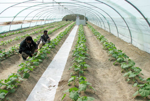  توسعه گلخانه‌ها و سایبان‌ها در طرح ۴۶ هزار هکتاری آبرسانی دشت سیستان