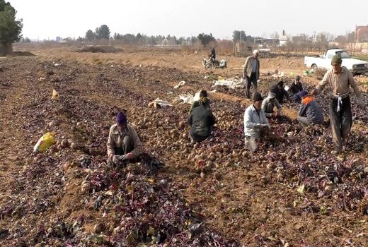 برداشت بیش از دو هزار و ۴۰۰ تن چغندر لبو در برخوار