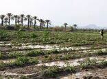 خسارت 26 میلیارد تومانی بارندگی‌های اخیر به بخش کشاورزی هرمزگان