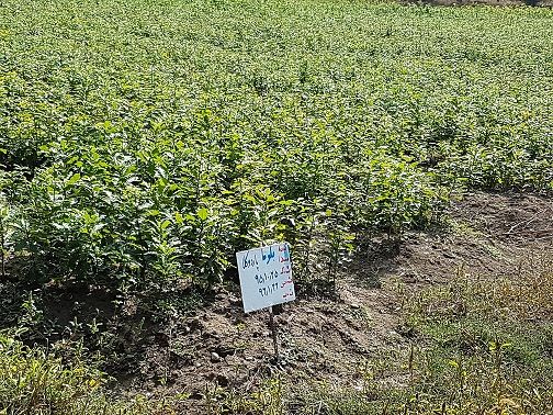 عدم تامین اعتبارات طرح تنفس، تداوم فعالیت‌های حفاظتی جنگل را با مشکل مواجه می‌کند