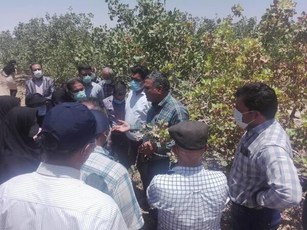 پسته کاران 5 شهرستان در سروستان آموزش دیدند 