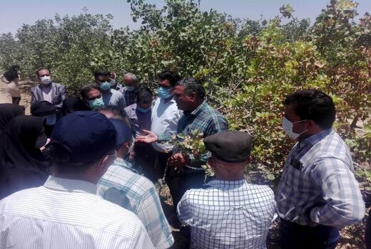 پسته کاران 5 شهرستان در سروستان آموزش دیدند 