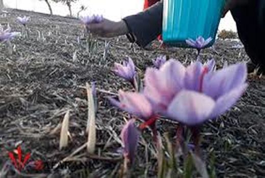 برداشت بیش از 58 کیلوگرم طلای سرخ در خوزستان