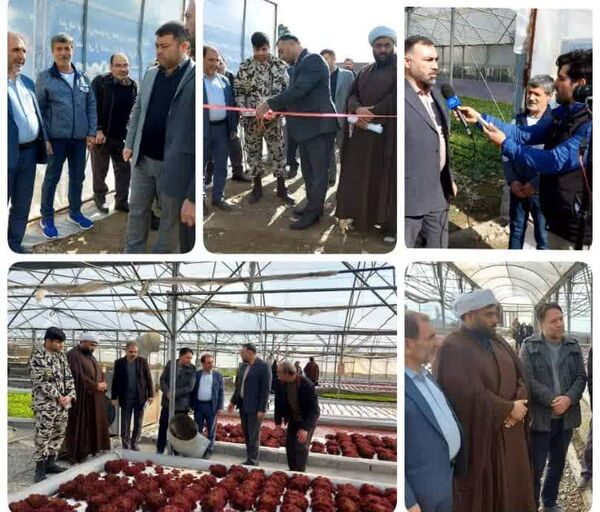 افتتاح گلخانه سبزی و صیفی در سرحدآباد شهرستان فردیس