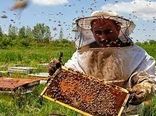تولید سالانه بیش از 98 تن عسل توسط زنبورداران شهرستان سرعین 