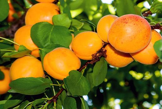 رتبه اول آذربایجان شرقی در کشت زردآلو