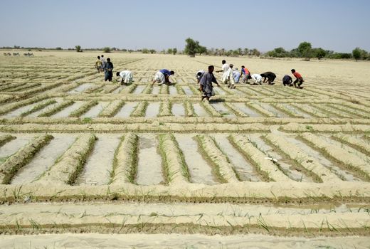 تسهیلات 296 میلیارد ریالی صندوق حمایت به کشاورزان سیستان و بلوچستان