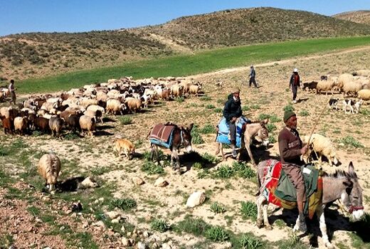 عشایر آذربایجان‌غربی روزانه ۹۱ تن نهاده دامی دریافت می‌کنند