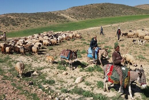 ۷۰۰ هزار راس دام عشایر ایلام پلاک کوبی و هویت گذاری شد