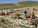 توزیع 230 هزار تن نهاده دامی بین عشایر طی شش ماه اخیر