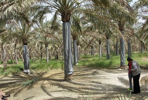 آفت چوب‌خوار به حدود ۱۷ هزار تن محصول نخیلات استان بوشهر خسارت وارد کرد