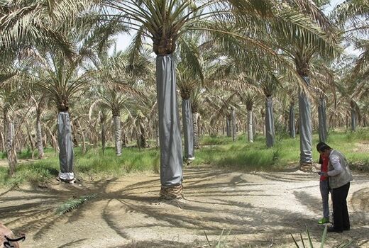 آفت چوب‌خوار به حدود ۱۷ هزار تن محصول نخیلات استان بوشهر خسارت وارد کرد