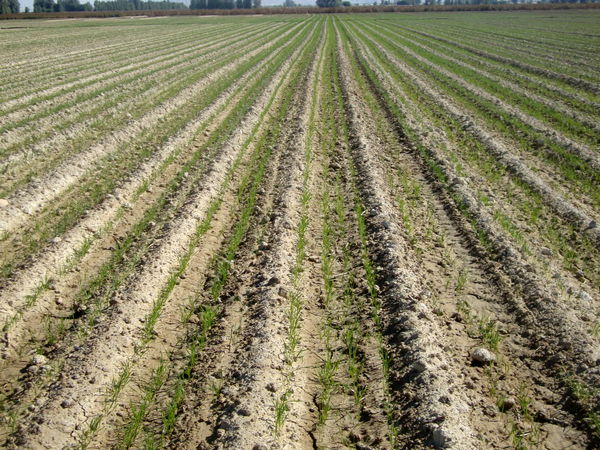 پایان کشت گندم در شهرستان زرین دشت