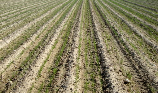 پایان کشت گندم در شهرستان زرین دشت