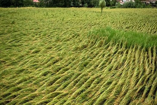 70 درصد شالیزارهای گیلان دچار خوابیدگی شدند؛ کشاورزان گرفتار آزردگی! 